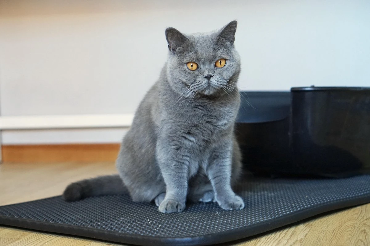 Merkloos Tastelio XXL Kattenbakmat 75x55cm - Groot Kattenbak Mat Met Innovatieve Honingraatstructuur - Dubbele Waterdichte Laag - Katten Bak Mat Met Eenvoudige Reiniging Grit Opvanger - Image 9