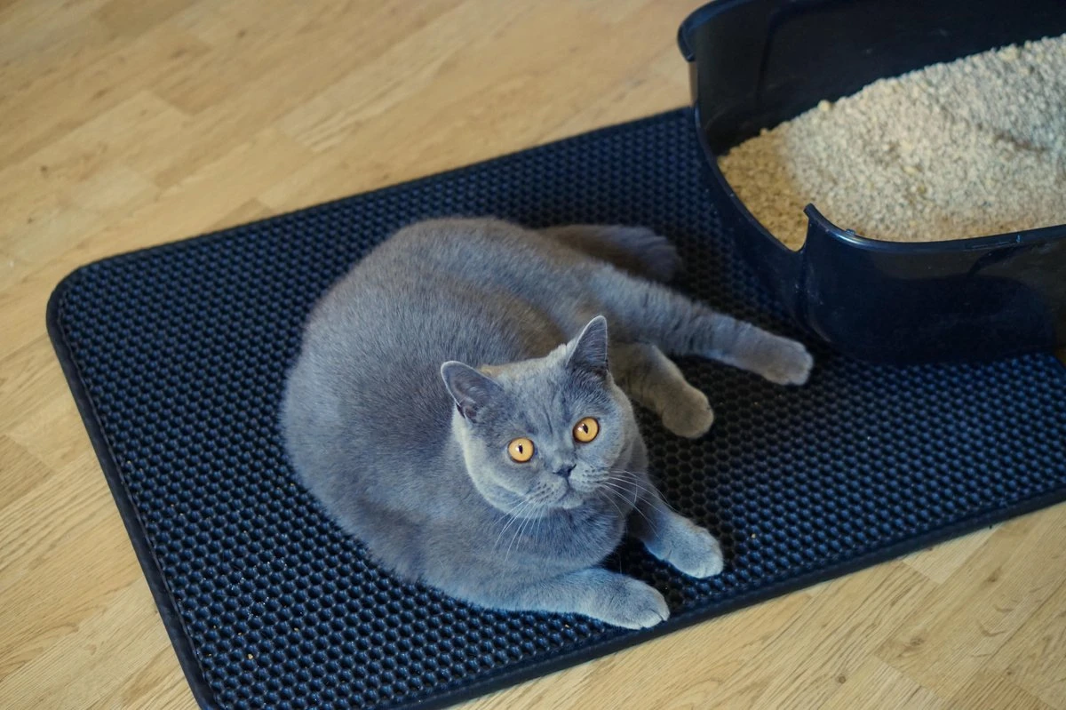 Merkloos Tastelio XXL Kattenbakmat 75x55cm - Groot Kattenbak Mat Met Innovatieve Honingraatstructuur - Dubbele Waterdichte Laag - Katten Bak Mat Met Eenvoudige Reiniging Grit Opvanger - Image 10