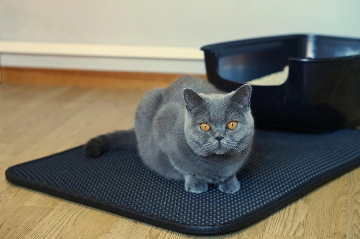 Merkloos Tastelio XXL Kattenbakmat 75x55cm - Groot Kattenbak Mat Met Innovatieve Honingraatstructuur - Dubbele Waterdichte Laag - Katten Bak Mat Met Eenvoudige Reiniging Grit Opvanger - Image 11